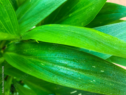 green leaf with water drops
