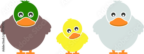 Set of Farm Animal - Duck  Vector illustration