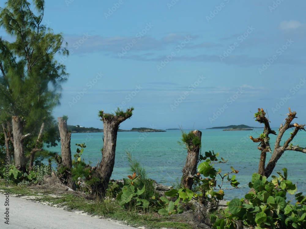 Tree stumps by the coastal area in George Town, Exuma Cays