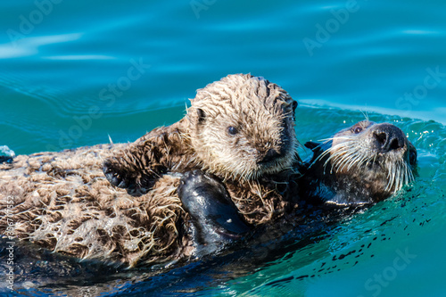 Otter portrait photo