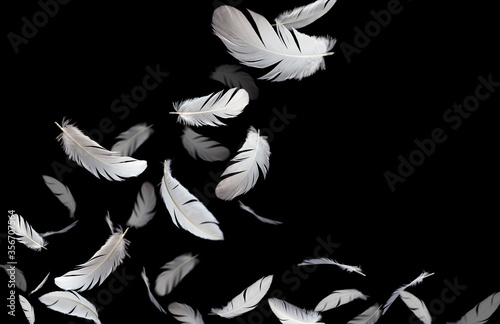 Group of a white bird feathers floating in the dark feather abstract background.