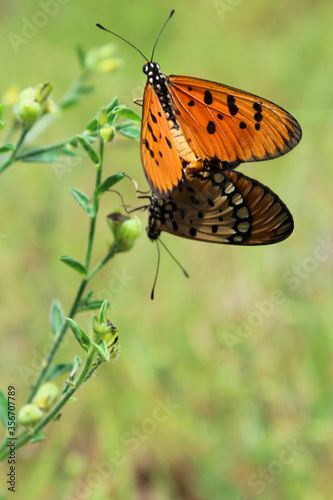 Butterflies sitting on a plant  © sree