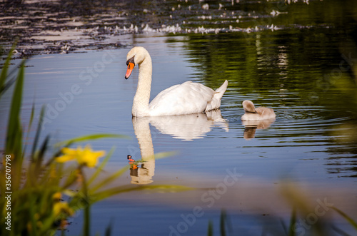 Mother swan with her baby © Lukas