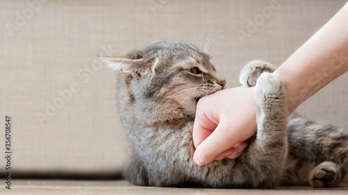 Photography Aggressive gray cat attacked the owner’s hand