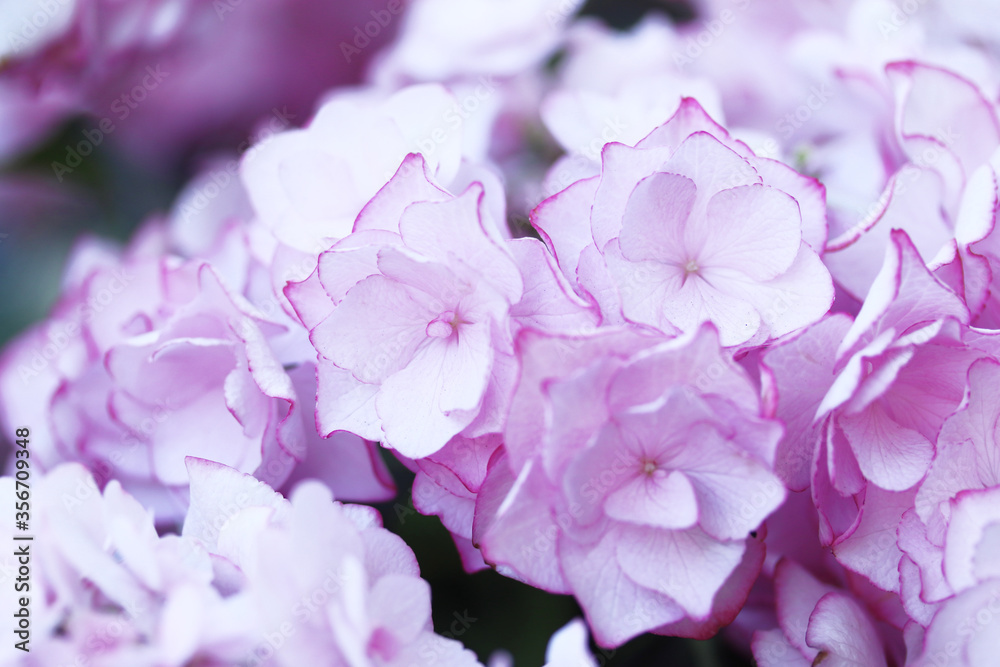 白にピンクの縁取りの八重咲きの紫陽花 Stock 写真 Adobe Stock 白にピンクの縁取りの八重咲きの紫陽花 Stock 写真 Adobe Stock