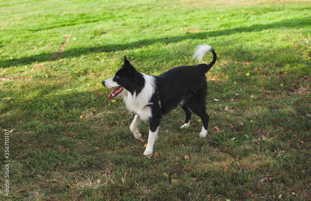 Black and white colored dog walks in the park.