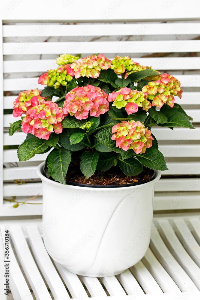 Ein weißer Blumentopf mit einer rot-grün blühenden Hortensie