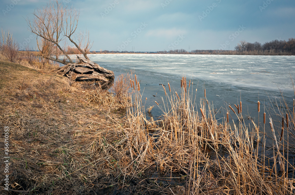lake embankment in autumn, reed wilted, frozen lake