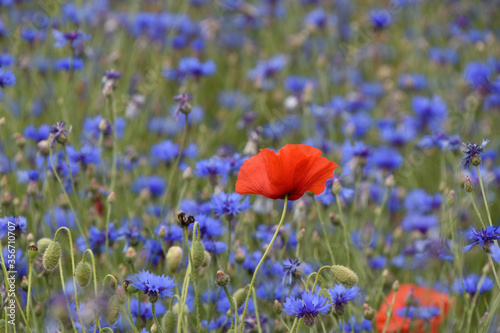 red poppy flower in blue field of cornflowers