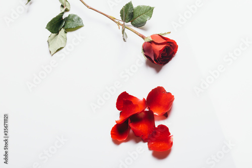 rose petals isolated on white