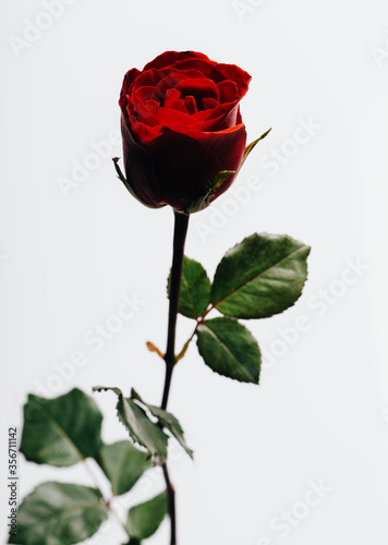 single red rose isolated on white