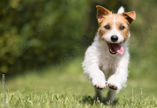 Fotografia Funny playful happy crazy jack russell terrier smiling cute pet dog puppy runnin