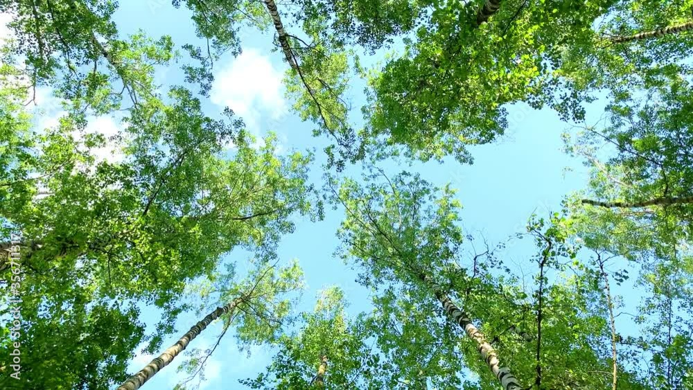 Vidéo Stock Crowns of deciduous forest trees with bright afternoon sun