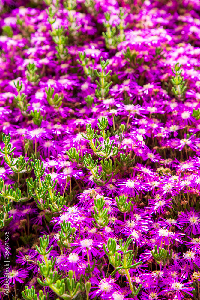 Purple spring flowers with green leaf. Famous flower bed gardens in İstanbul Purple spring flowers with green leaf. Famous flower bed gardens in İstanbul