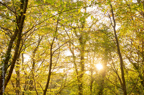 фотографія Autumn colours in Jesmond Dene woodlands