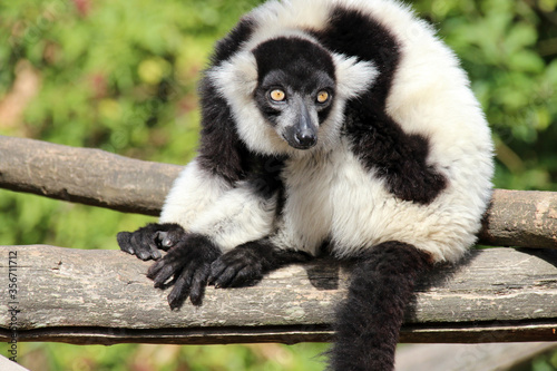 black-and-white ruffed lemur in a zoo in france