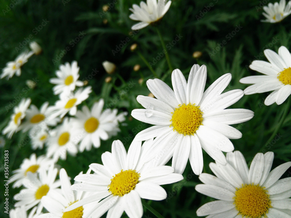 Obraz premium Daisy flower in green grass. A Close-up image of colorful Daisy flowers.