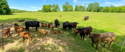 cattle in wisconsin farm field