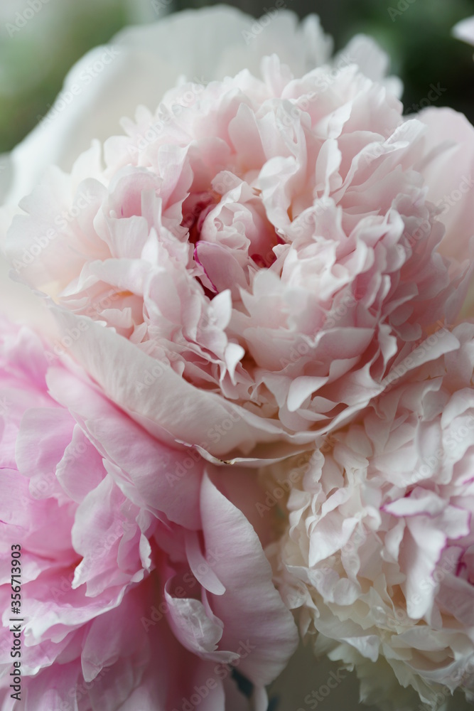 Fototapeta Fluffy pink and white peonies close-up.