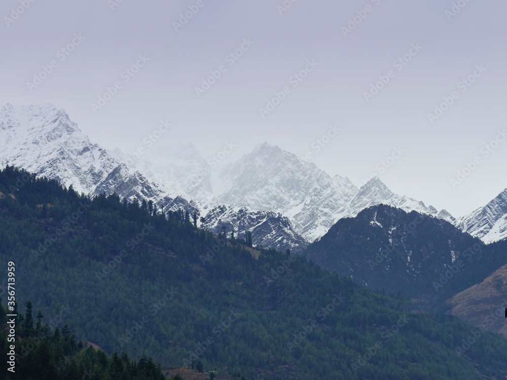 Winter scene with green forests in contrast to snow-covered mountains in the background, Himalayas.