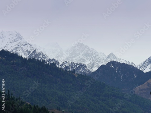 Winter scene with green forests in contrast to snow-covered mountains in the background, Himalayas.