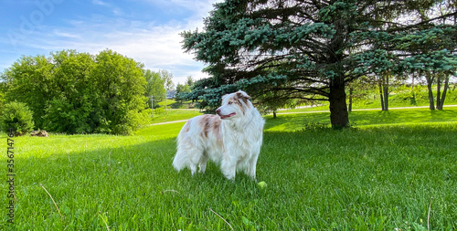 farm dog max near barn blue sky