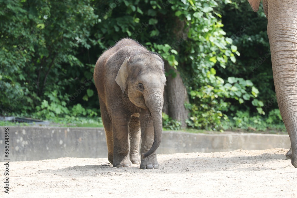 Young Asian Elephant - Germany