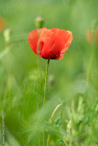 Red poppy flower in a corn field