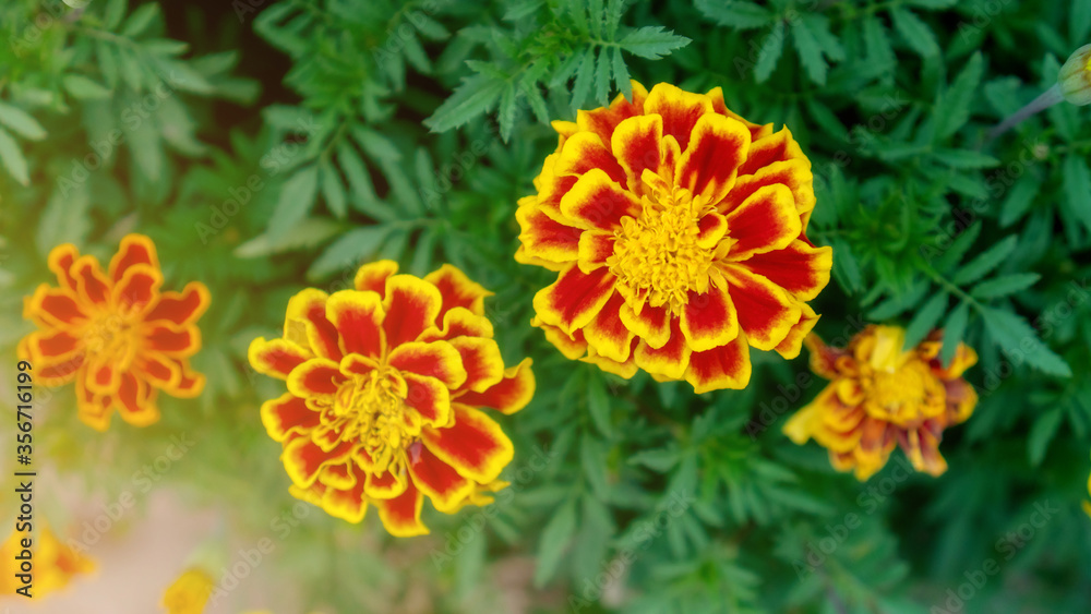 Yellow Marigold flower in a garden. Yellow Marigold flower in a garden.