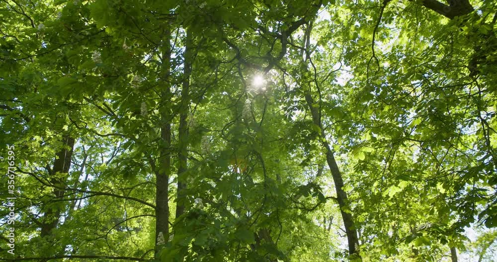 Sun shining through bright green leaves in forest low angle view Sun shining through bright green leaves in forest low angle view