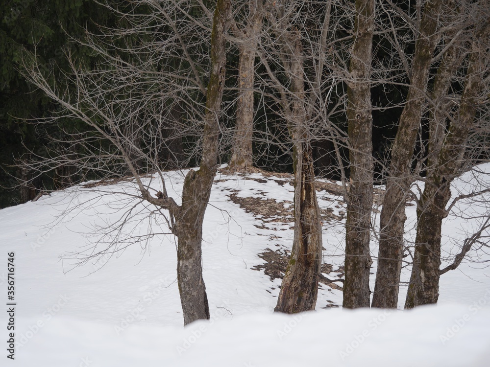 Fototapeta premium Bare trees in winter with snow covering the ground.