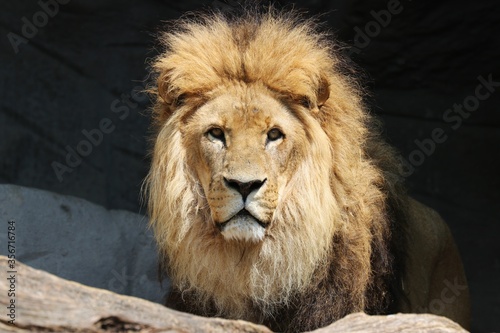 Beautiful Lion King is watching you