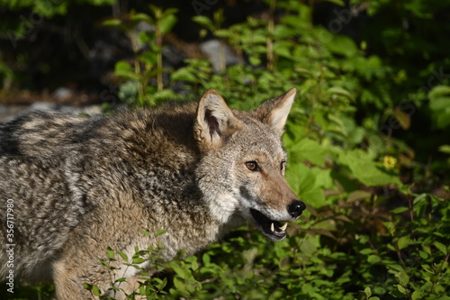 Coyote in woods © Kory