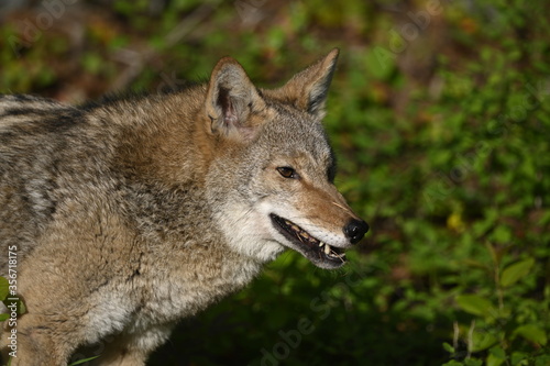 Coyote showing teeth