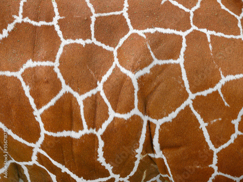Reticulated pattern on giraffe's skin