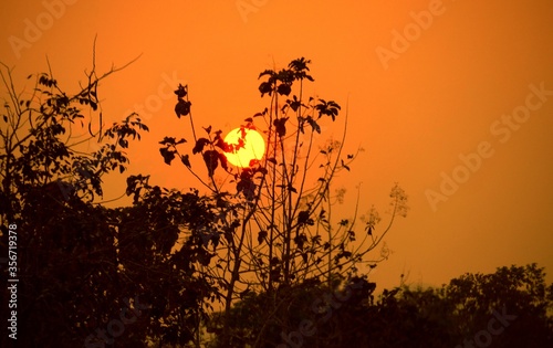 Beautiful sunset with the sun caught behind the twigs of trees in a forced perspective