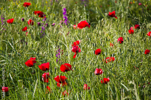 Field and valley of poppy flower, poppy flower head macro and close-up photo, red and green color background.