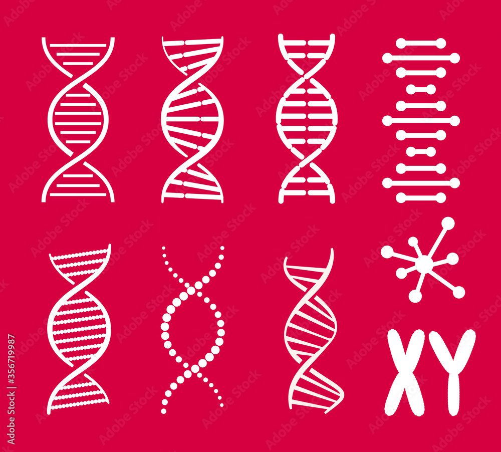 Collection of various design DNA spiral shapes and XY chromosome ...