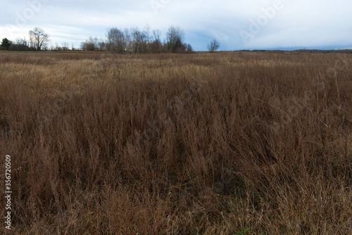 Wilted steppe grasses. Cloudy steppe landscape in the evening.