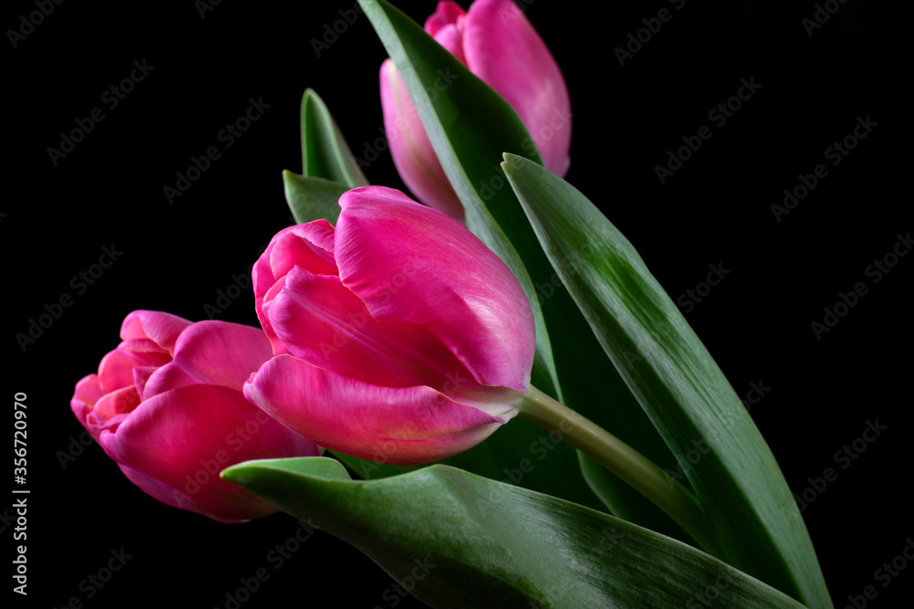 Three pink tulips against the black background Three pink tulips against the black background