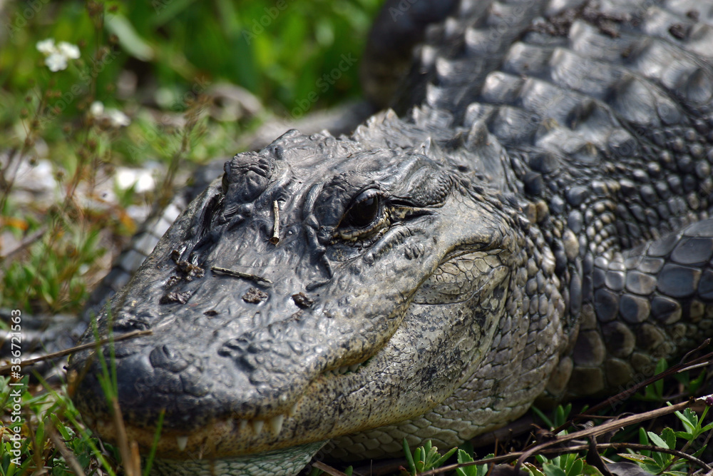 American Alligator in Ding Darling National Wildlife Refuge American Alligator in Ding Darling National Wildlife Refuge