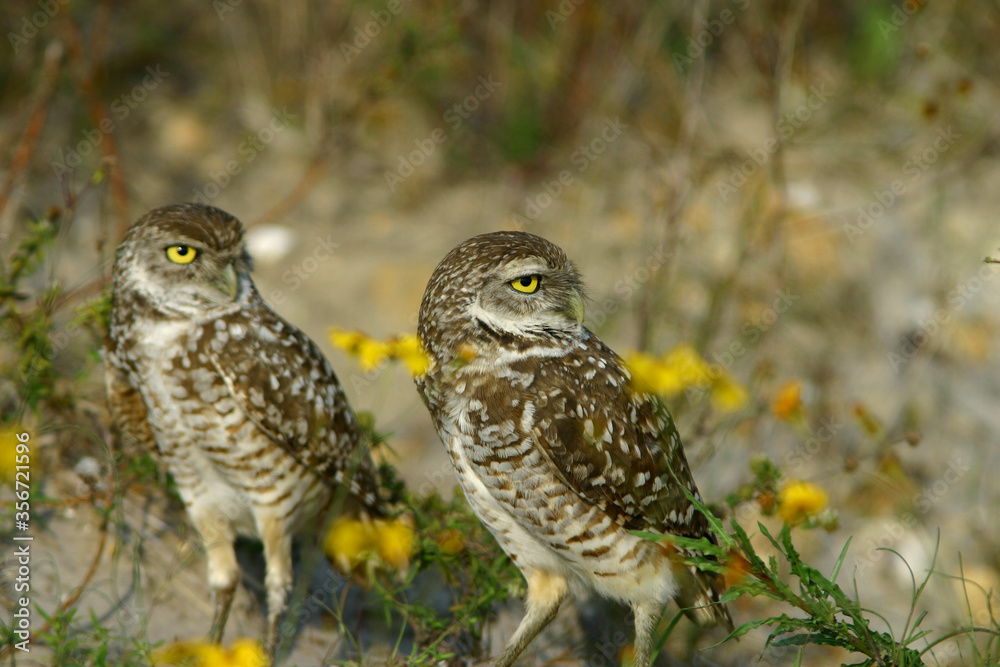 Burrowing Owl in Florida Field Burrowing Owl in Florida Field