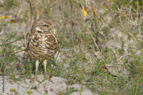 Burrowing Owl in Florida Field 