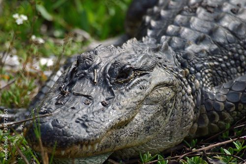American Alligator in Ding Darling National Wildlife Refuge