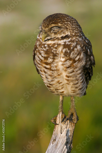 Burrowing Owl in Florida Field  © Dennis Donohue