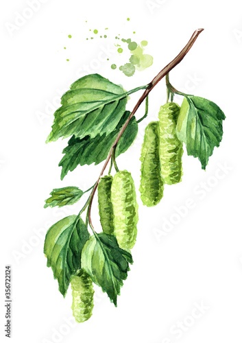 Young branch of birch with buds and leaves. Hand drawn watercolor illustration isolated on white background photo