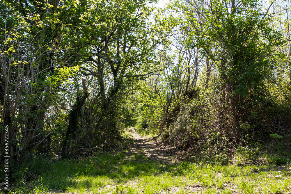 road in the woods. road in the woods.
