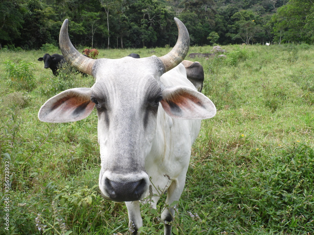 cow in a field cow in a field