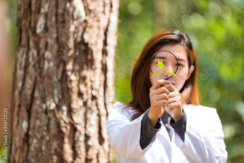 Scientists are studying plant species in the forest. female scientist looking at leaf by magnifying glass in forest. Scientist ecologist in the forest take samples of plants. Botanical scientist.
