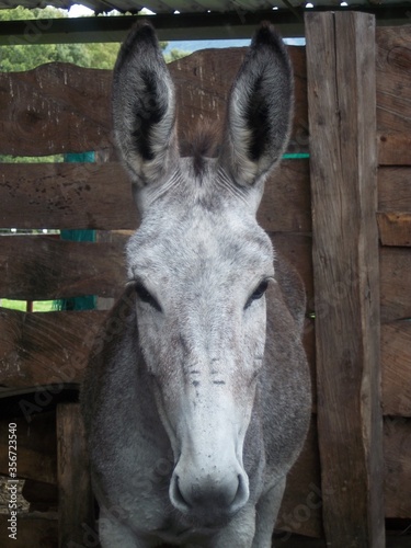 Portrait of a domestic donkey with light gray fur in its wooden stable in Colombia